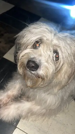 1+ year Male Purebred Lhasa Apso