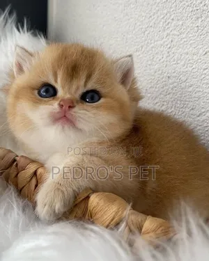 1-3 months Female Purebred Persian