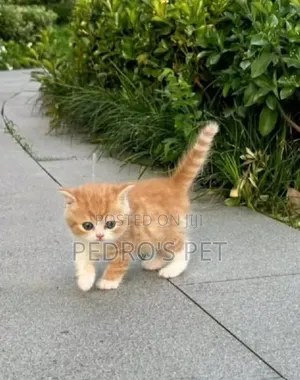 1-3 months Male Purebred Persian
