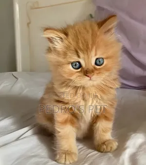 1-3 months Female Purebred Persian