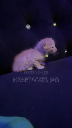 0-1 month Female Mixed Breed American Shorthair