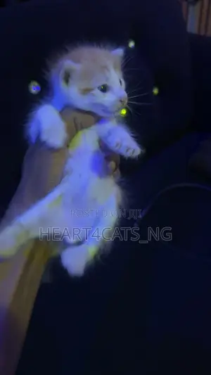 0-1 month Male Mixed Breed American Shorthair