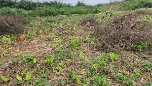 10 Acres of Land for Sale in Ikoyi, Osun State