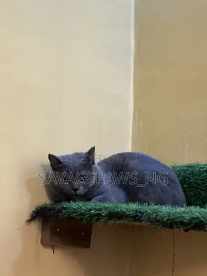 1+ year Male Purebred British Shorthair