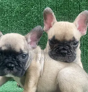 1-3 months Female Purebred French Bulldog