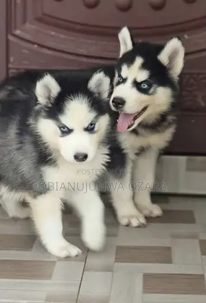 1-3 months Female Purebred Siberian Husky