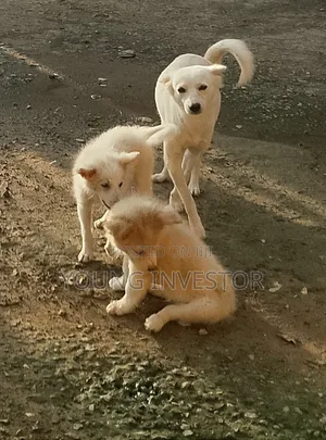 3-6 months Female Mixed Breed American Eskimo