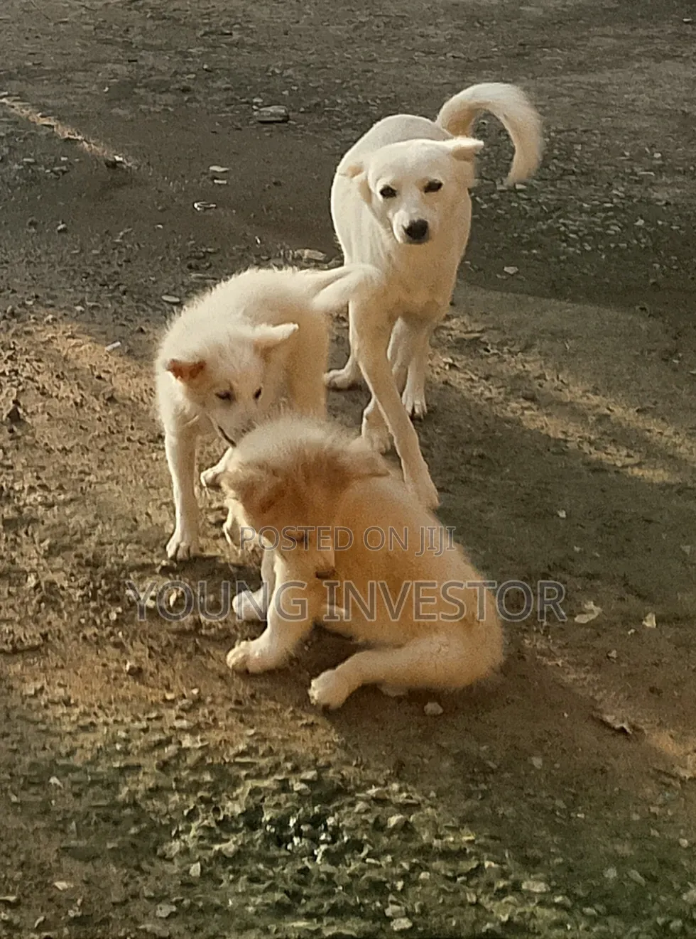 3-6 months Female Mixed Breed American Eskimo