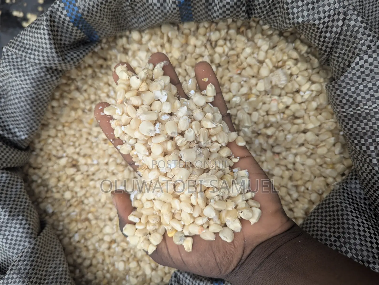 White Maize