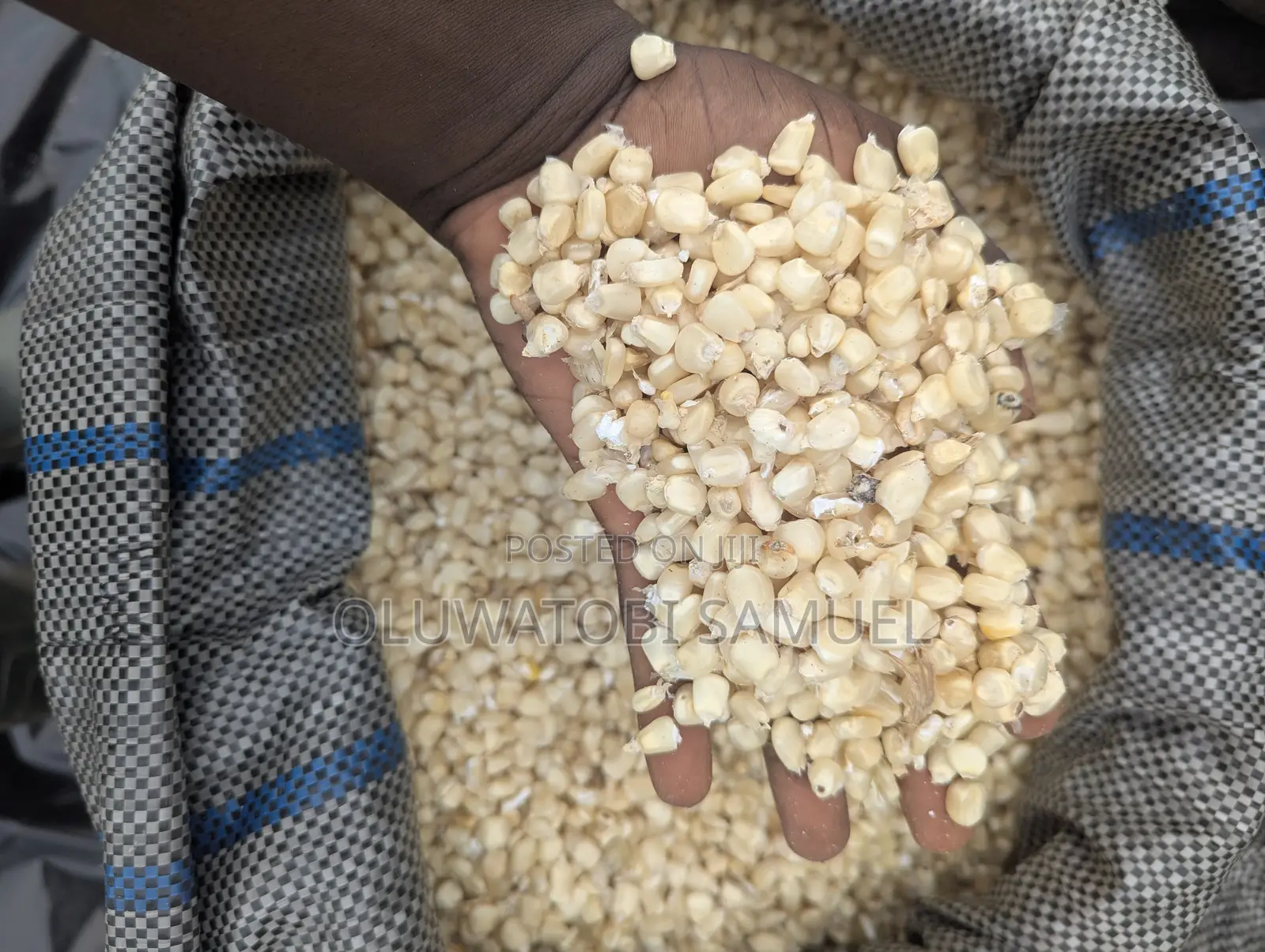 White Maize
