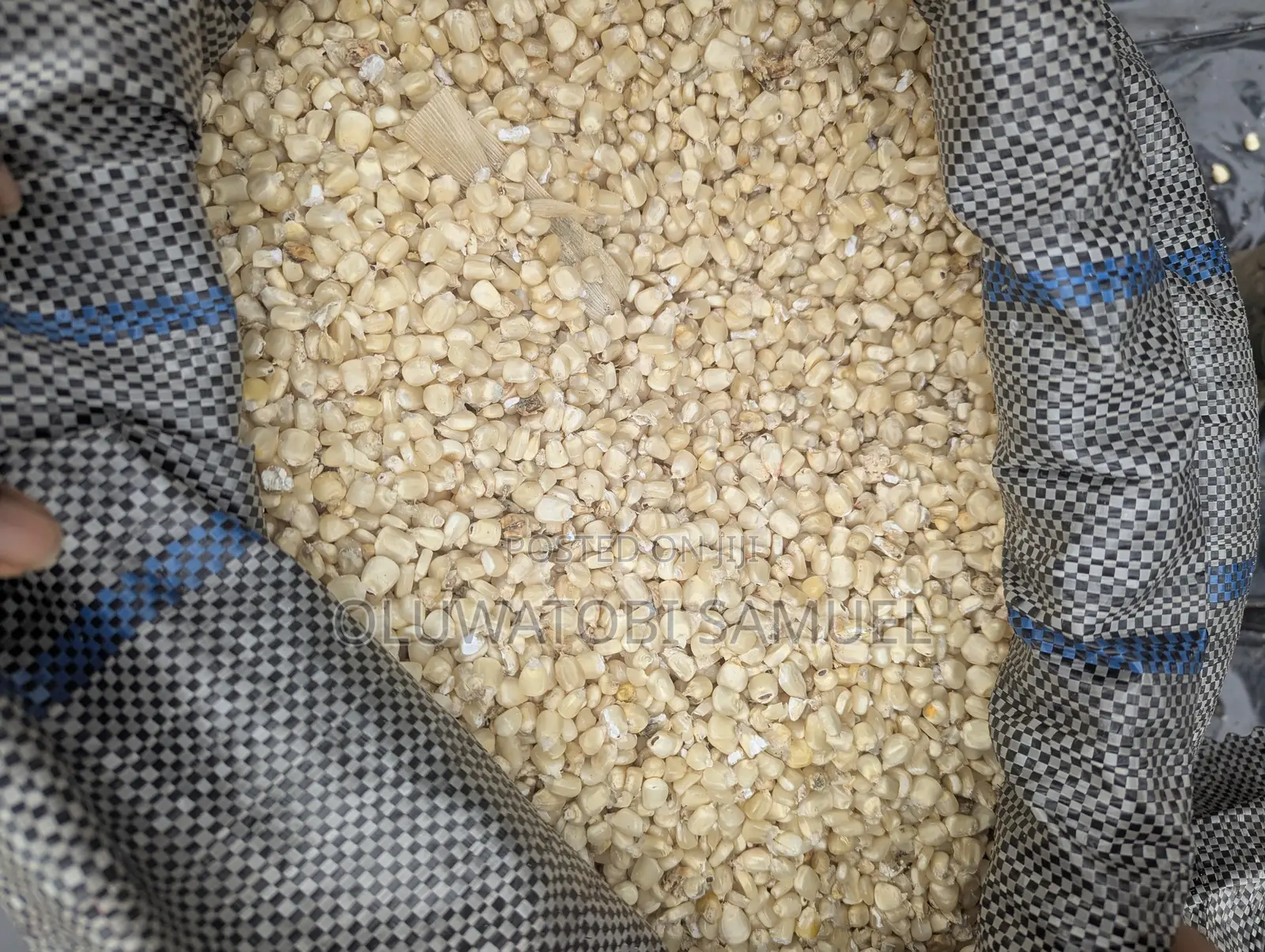 White Maize
