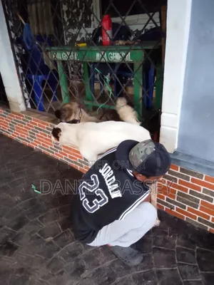 Dog Crossing and Stud Service