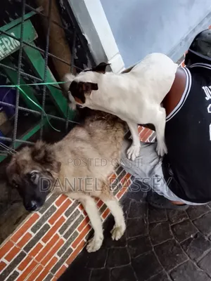 Dog Crossing and Stud Service