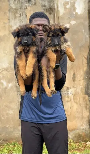 1-3 months Female Purebred German Shepherd