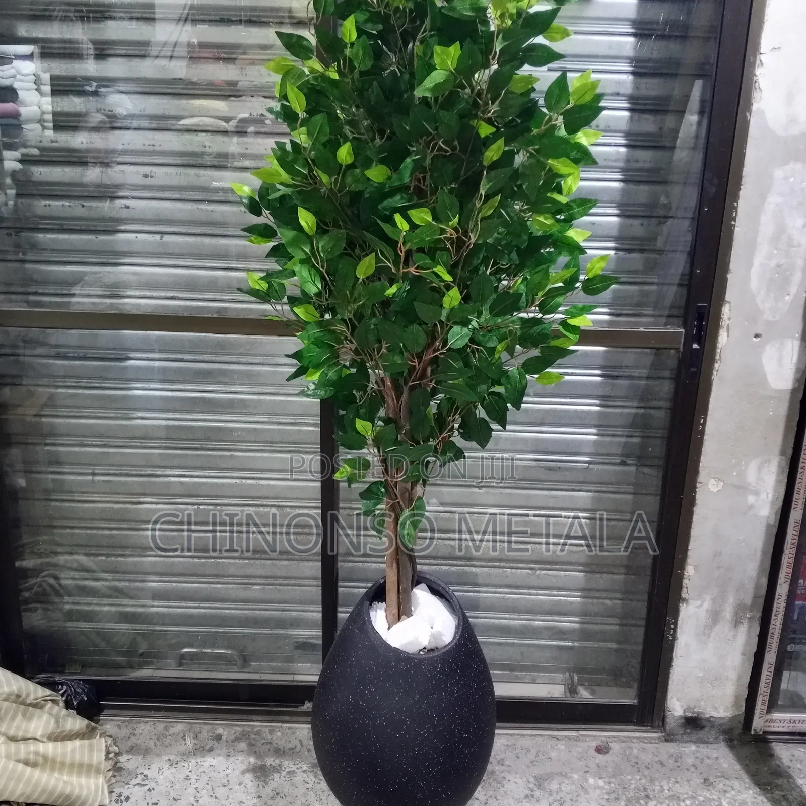 Ceramic Pot and Ficus Plant