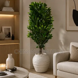 Ceramic Pot and Ficus Plant