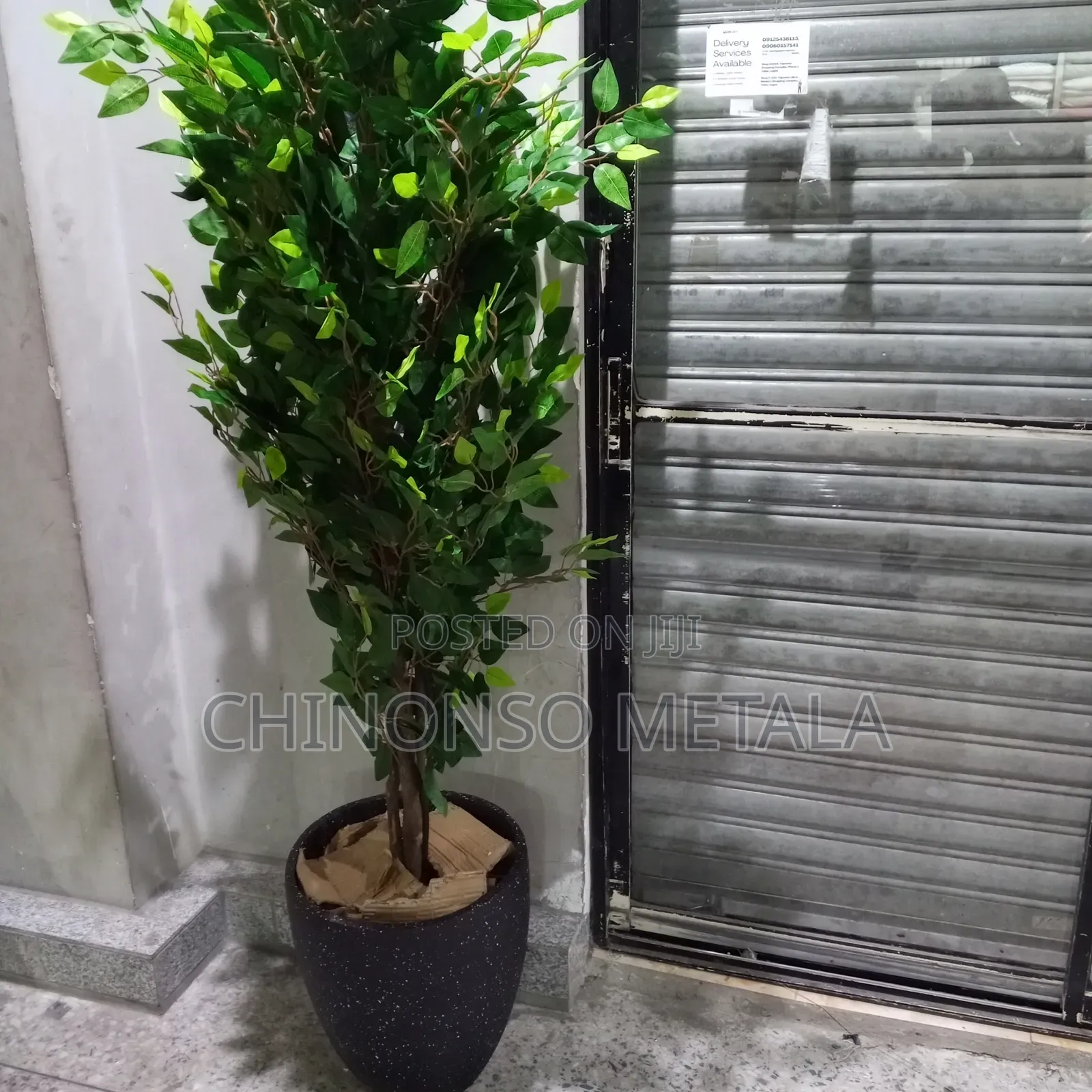 Ceramic Pot and Ficus Plant