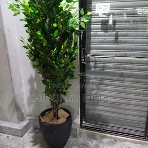 Ceramic Pot and Ficus Plant