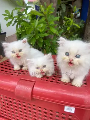 1-3 months Female Purebred Persian