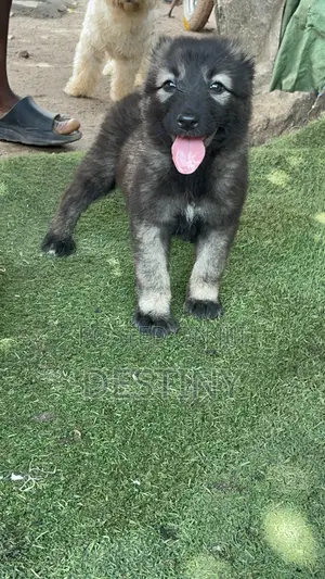 1-3 months Female Purebred Caucasian Shepherd