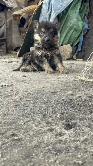 1-3 months Male Purebred German Shepherd