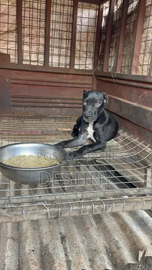 3-6 months Male Purebred Cane Corso