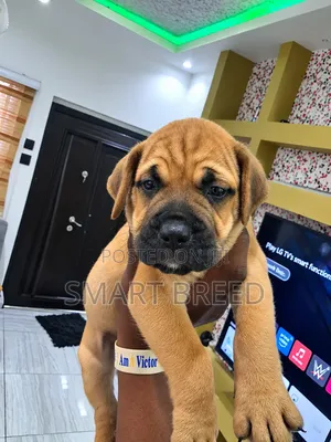 1-3 months Female Purebred Boerboel