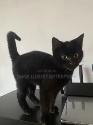 1-3 months Female Purebred Bombay
