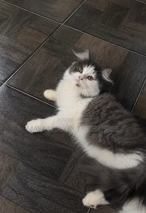 3-6 months Male Purebred Persian