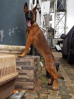 1-3 months Female Purebred Belgian Malinois