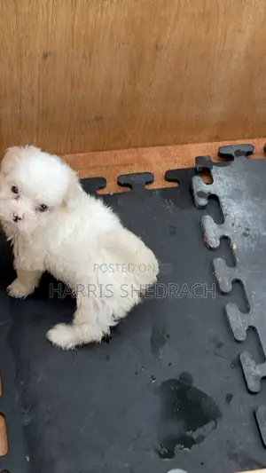 0-1 month Female Purebred Lhasa Apso