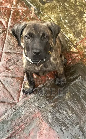 1-3 months Male Purebred Boerboel