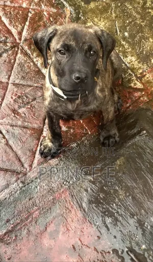 1-3 months Male Purebred Boerboel