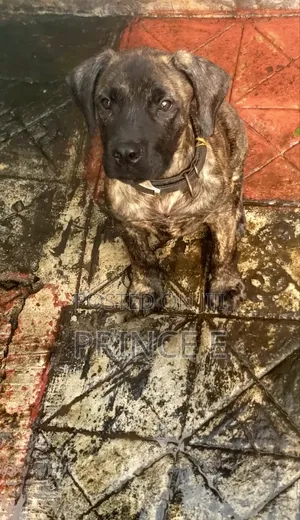 1-3 months Female Purebred Boerboel
