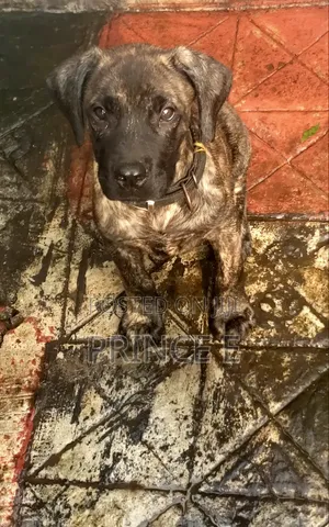 1-3 months Male Purebred Boerboel