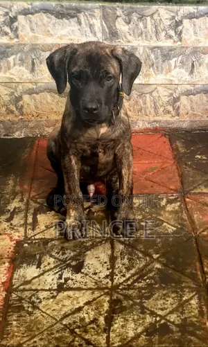 1-3 months Male Purebred Boerboel