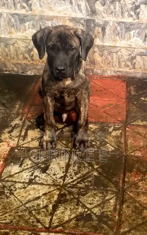 1-3 months Male Purebred Boerboel
