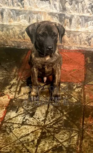 1-3 months Male Purebred Boerboel