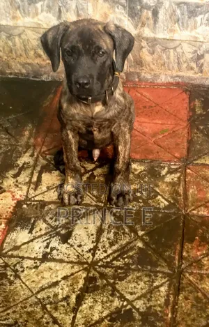 1-3 months Female Purebred Boerboel
