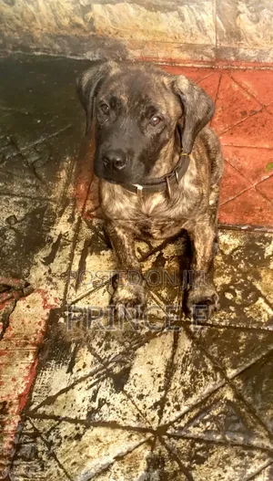 1-3 months Male Purebred Boerboel