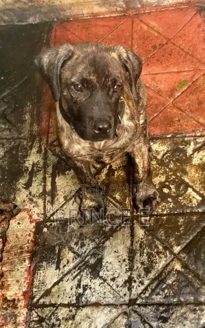 1-3 months Male Purebred German Shepherd