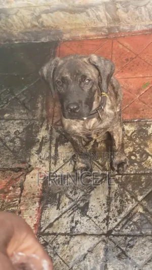 1-3 months Male Purebred Boerboel