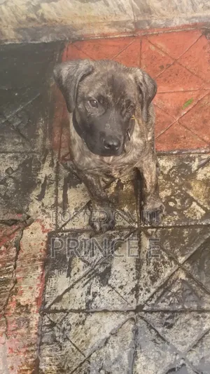 1-3 months Male Purebred Boerboel