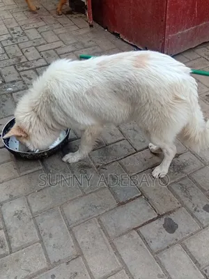 1+ year Female Purebred American Eskimo