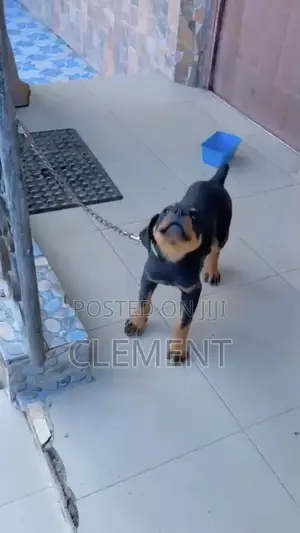 1-3 months Male Purebred Rottweiler