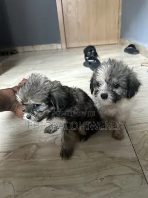 1-3 months Female Purebred Lhasa Apso