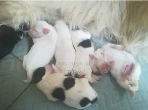 1-3 months Male Purebred Lhasa Apso