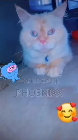 1+ year Male Purebred Persian