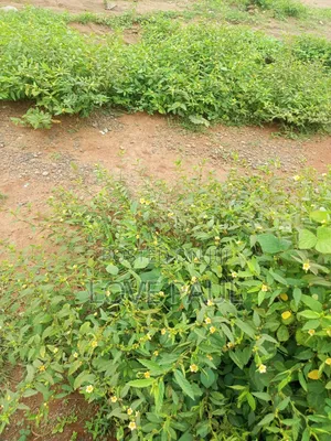 Genuine and 100percent Deliverable Karsana North C of O