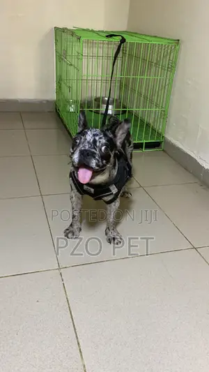 6-12 months Female Purebred French Bulldog